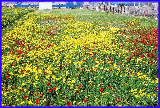 Flowers - lots of them along the path on the way to Ramla Bay.